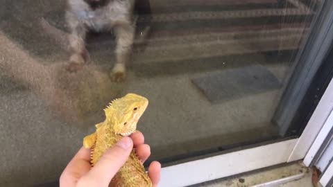 A dog and a bearded dragon