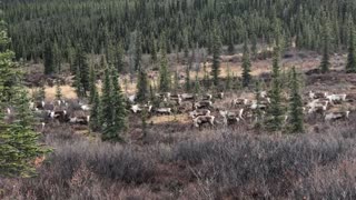 Migrating Caribou on the Move