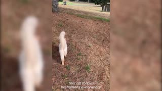 Adorable Adventure Cat Loves Hiking and Starbucks Trips