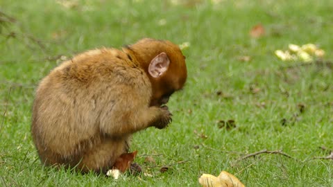 BROWN MONKEY EATS BREAD