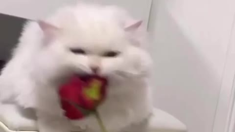 A cat that does not reconcile with a flower