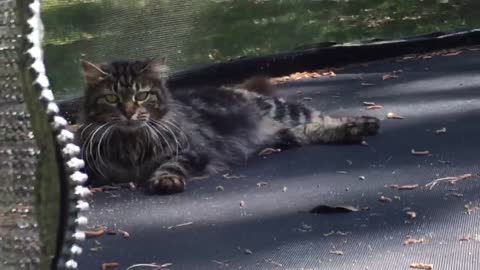 Trampoline jumping cat