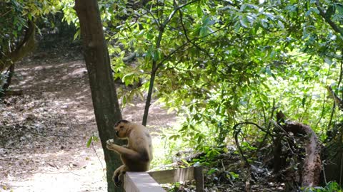 A monkey sits on the edge of the fence and eats in a way that makes you love him very much.