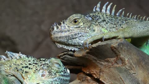 Iguana Reptile Lizard Animal in Nature