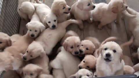 This litter of puppies is so adorable