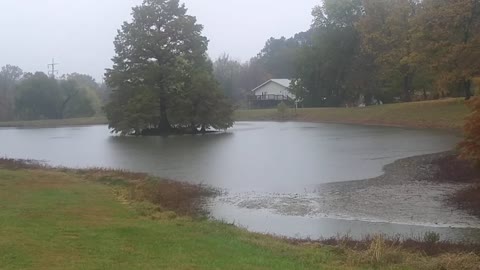 Tree in the Middle of a Pond Scenic View in a Light Rainfall Sounds of Rain on a Rainy Autumn Day