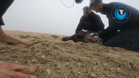 Two baby seal rescue