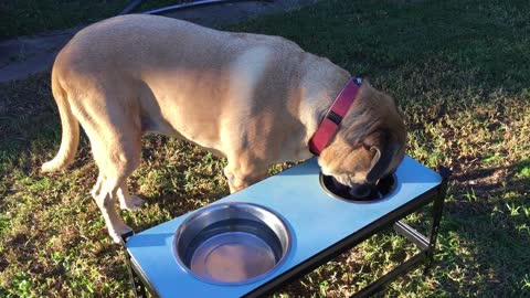 MrDogo eating his first meal in the new dog bowl