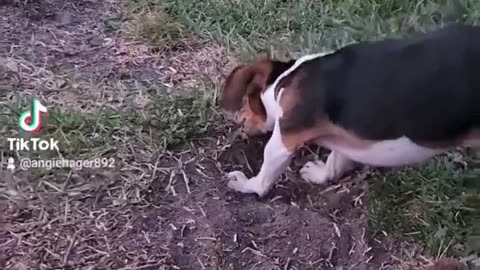 Playing in the yard with Bo. #beagleslife #lovedogs #amazinglife #beagletales shorts