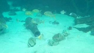 flooded old ship house for fish