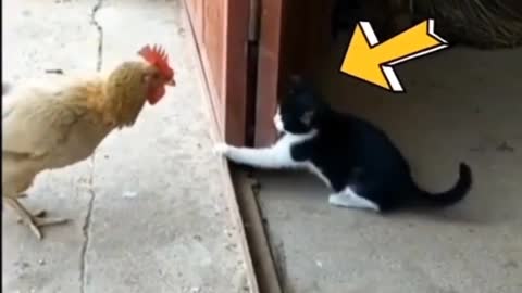 funny Cat 😸 & kitten's cute kittens plays with chicken