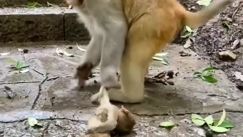 Poor monkey