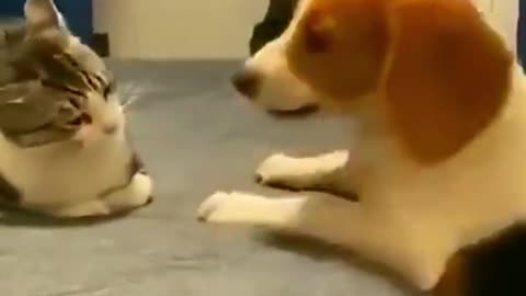 Cat reaction after dog.........