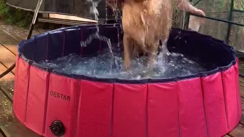 Puppy Pool With Added Fountain Fun