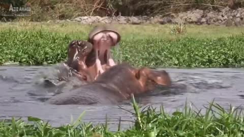 Ethiopian Amazing Wildlife