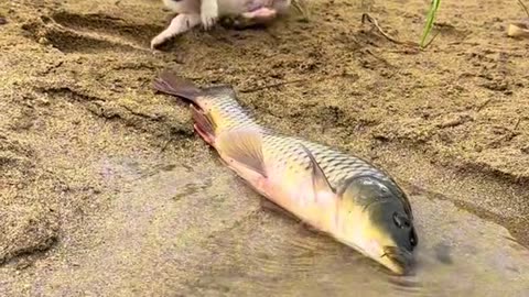 Incredible! Dog Catches a Fish in the Wild