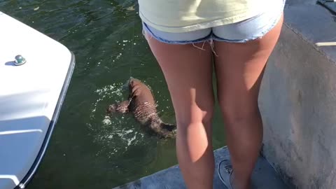 Nurse Shark “Walks” In Paradise