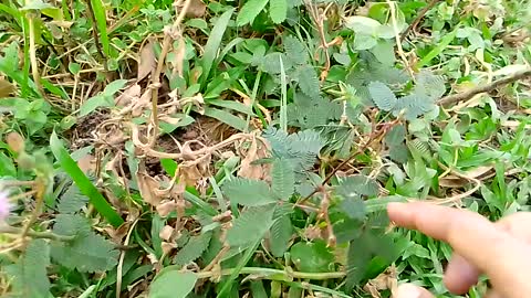 MIMOSA Trees🌿🌿 Medicine Tree | Property of Ayurveda Medicine