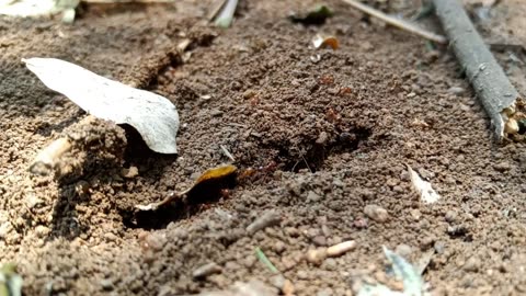 Colony Of Red Ants Working In The Ground