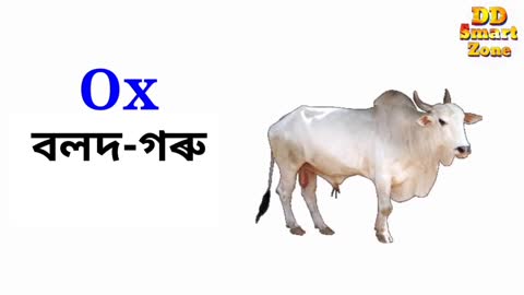 Domestic animals name in Assamese and english with voice