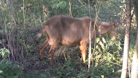 Adorable Male Goat Got Stunned In Forest