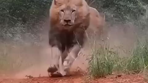 The lion's running way forest.they we're very