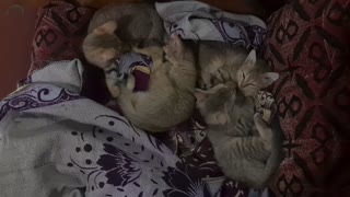 Funny Cats and Cute Kittens Playing