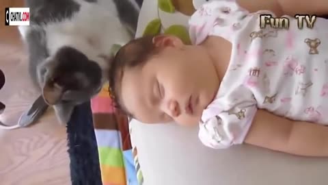 Beautiful Cats and Dogs Love Babies Videos