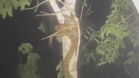 Culebra subiendo Árbol