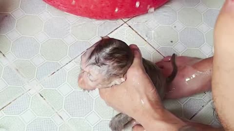 How to bathe a cute, non-naughty baby monkey#1