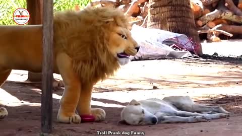 Funny & fake Lion and Fake Tiger