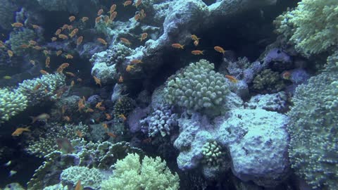 School of antias fish are swimming at the bottom of the red sea