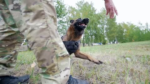 The man trains his dog to perform the somersault command