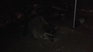 Raccoon attack