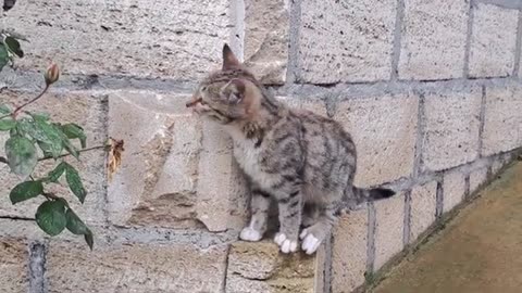 A cute kitten is playing in the yard.