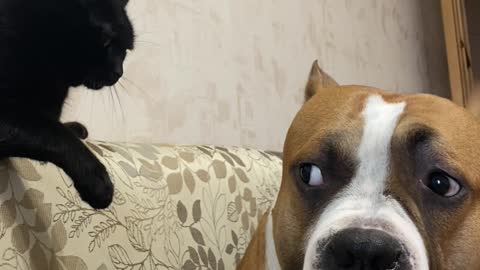 Cat Shows Authority Over Large Dog