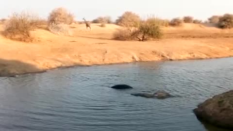 Up side down Hippo shows off his legs!