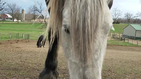 Funny horse loves taking owners hat and playing with it