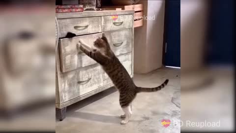 Cute and Funny Cat