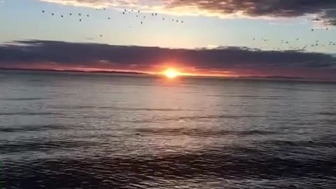 seaside sunset birds