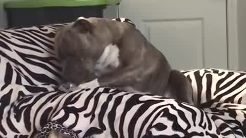 American Bully sings to his favorite song