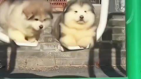 Cute Puppy