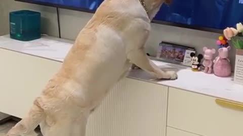 dog thinks the person on tv is giving it food.