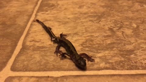 SALAMANDER WALKING