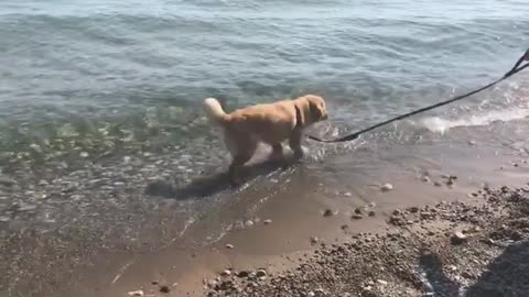 Puppy Sees Waves For The First Time And His Reaction Is Just As You'd Expect