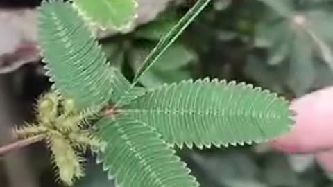 Mimosa Pudica Seed is an EXTREMELY powerful parasite killer