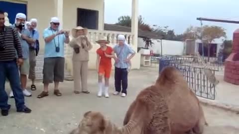 Watch Camel Drinking a Coke