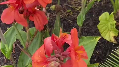 Colors of Canna Lilies