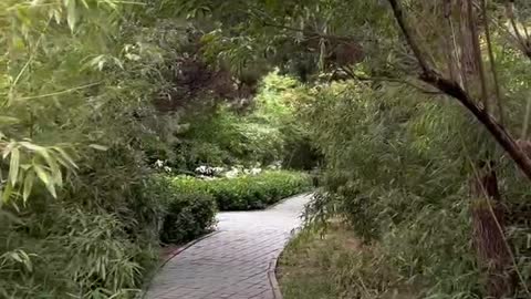 There are many trees on both sides of the road