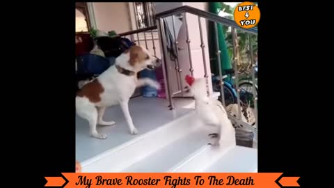 My brave rooster fights to the death